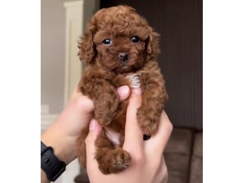 Toy poodle kore köpeğimiz
