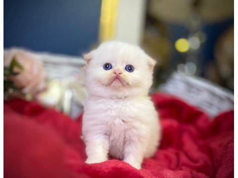 Highland fold red point scottish fold bebeğimiz