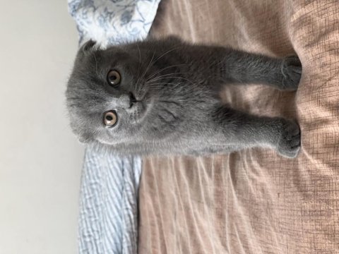 Scottish fold kedim 2,5 aylık