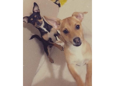 Orjinal ırk minyatür pinscher