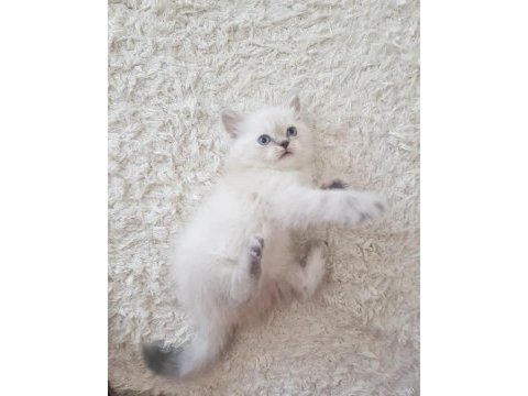 Özel renk british shorthair-sağlıklı eğitimli yavrular