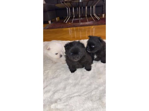A kalite pomeranian yavruları