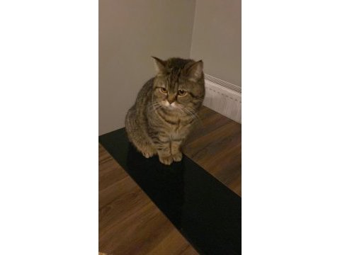 Ücretsiz sahiplendirme british shorthair