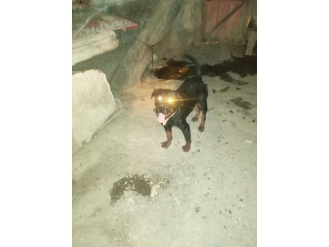 Ücretsiz rottweiler sahiplendirme