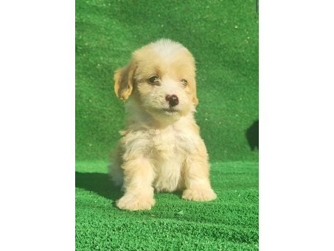 Maltipoo erkek ve dişi bebegim