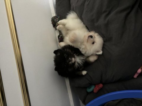 Yeni doğmuş pomeranian spitz sahiplendirme