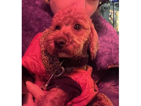 Yakışıklı poodle oğlumuza yuva olur musunuz