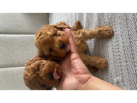 Toy poodle köpeğimiz