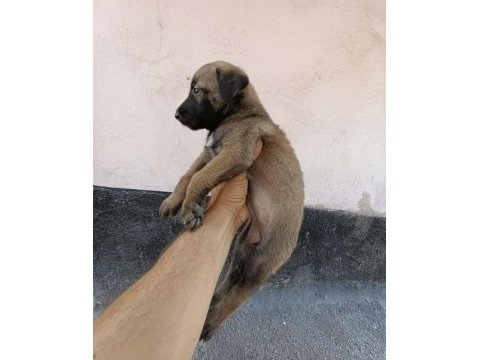 35 günlük hırs küpü köpeğimiz