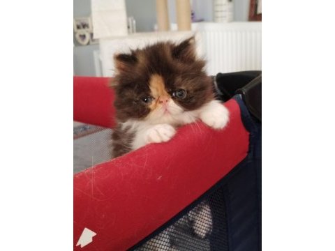 Exotic shorthair ve exotic longhair kedisi