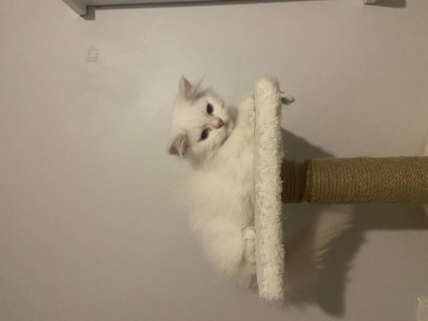 Safkan british longhair