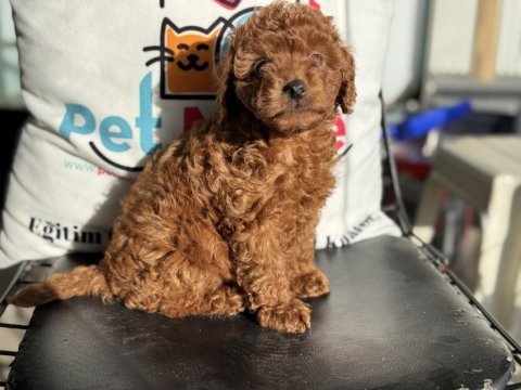 Show kalite toy poodle yavrularımızı canlı görün