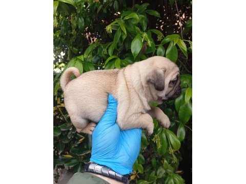 A kalite evsane pug mops bebekler sıfır burun gül kuyruk