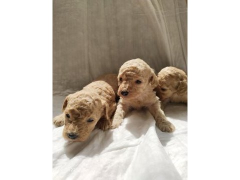 Dişi ve erkek mevcut poodle