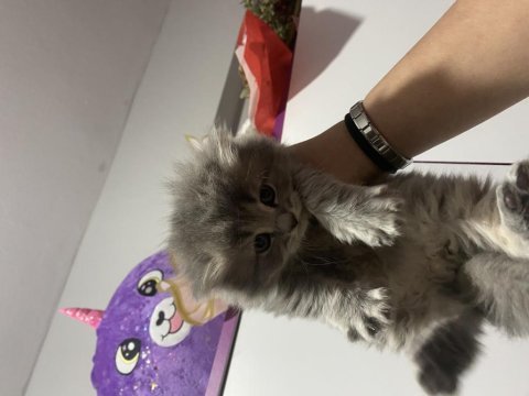 Longhair bir yavru çok akıllı kedimiz