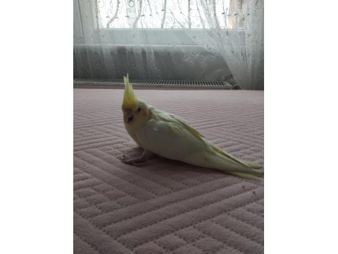 Acil satılık yeni yeme düşmüş sultan papağanı