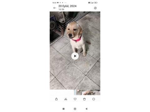 6 aylık labrador ücretsiz sahiplendirilecektir
