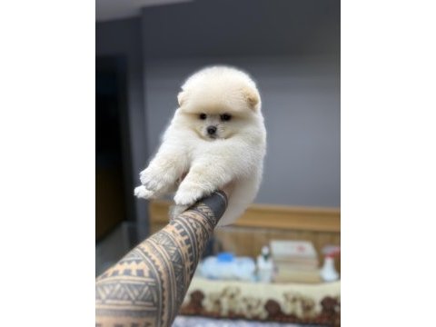 Tedy bear pomeranian pupy