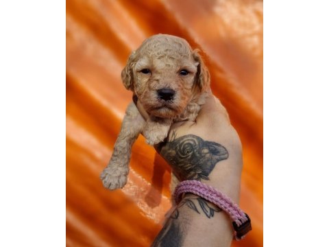 Sizi sizden alacak mini mini poodle bebekler