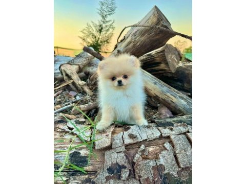 Teddy face pomeranian