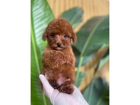 Toy poodle bebekleri referans yavru