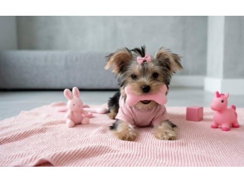 Teacup 6 aylik 900 gr dişi köpeğimiz
