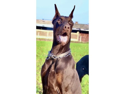 Dev doberman yavrular
