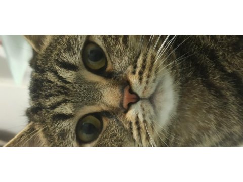 Ücretsiz erkek british shorthair