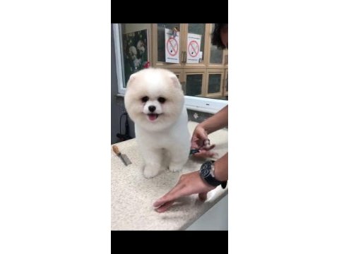Orjinal ayı surat pomeranian boo yavrular