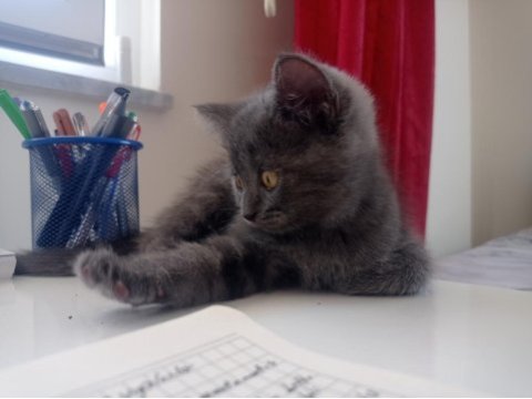 British shorthair kızımıza yuva arıyoruz