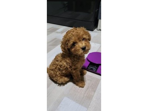 Kore teacup babadan teacup poodle bebekler