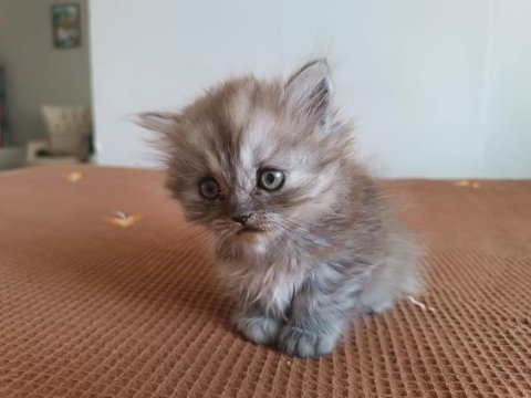 Böyle bir şey yok british longhair