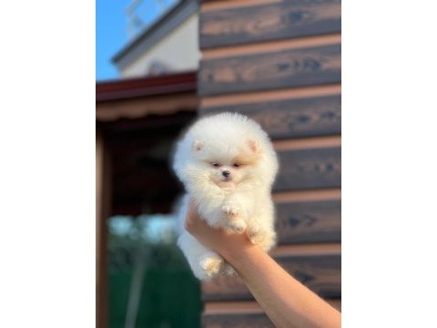 Gerçek kore kan ayı surat pomeranian boo yavrular