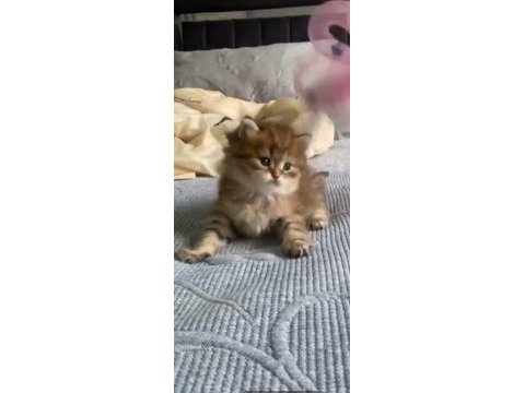 Sahibinden british longhair kedisi