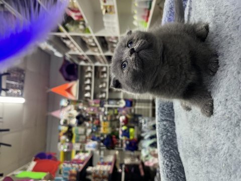 Scottish fold dişi