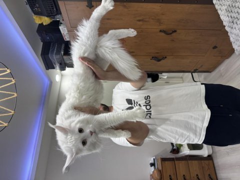 Maine coon kedimize acil yuva arıyoruz