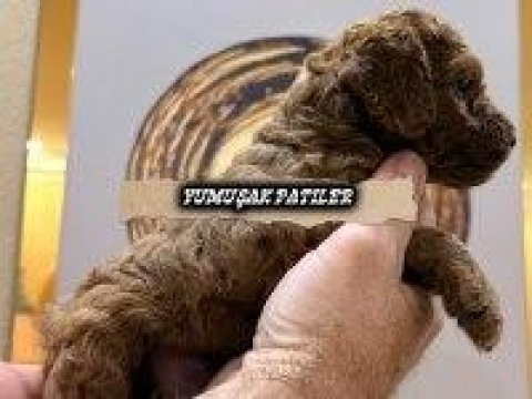 Sevimli ırk toy poodle
