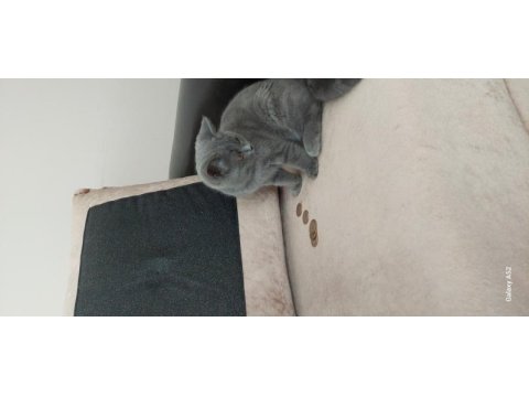 British shorthair dişi yavru