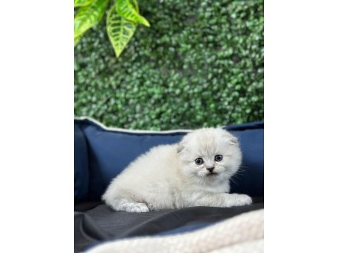 Scottish fold sevimli yavru