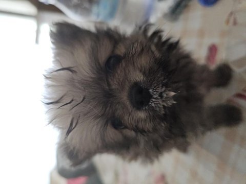 Ukraynalı anneden 2 aylık pomeranian