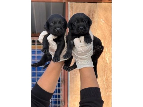 Labrador çikolata siyah yavrular hazırda