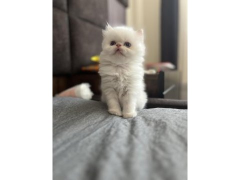 1 haziran doğumlu rezerveye açık chinchilla kediler