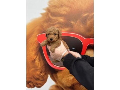 Sağlık boy garantili poodle bebekler
