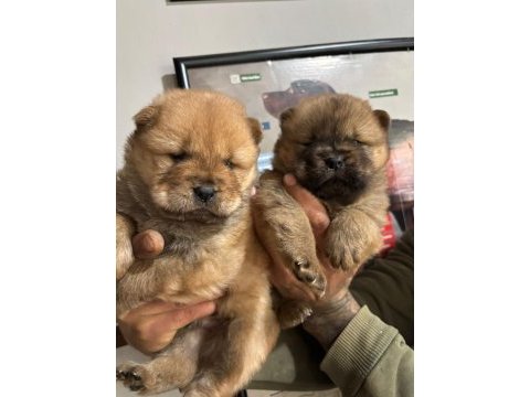 A kalite chow chow bebeklerim