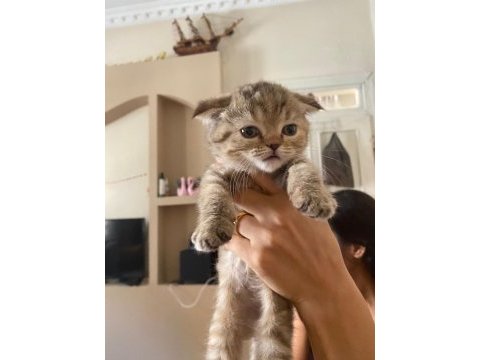 Scottish fold dişi