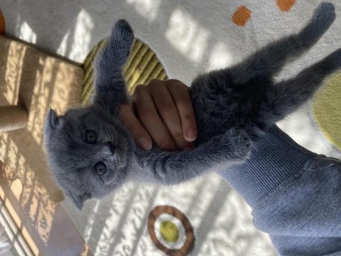 British shorthair yavrularımız yeni sahiplerini arıyor