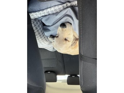 Golden retriever yavrusu