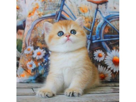 Sarı kürklü golden british shorthair