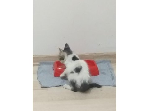 Yavru sokak kedisi