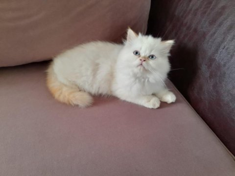 Beyaz prens iran kedisi